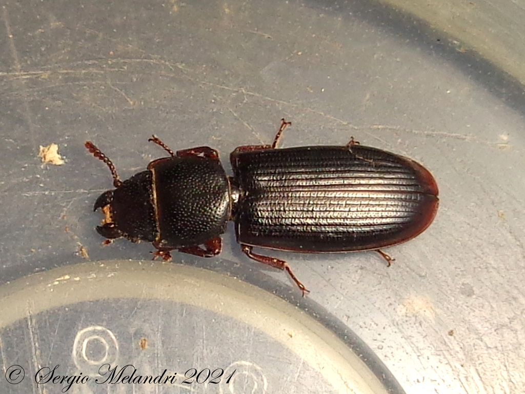 Trogossitidae: Tenebroides sp.